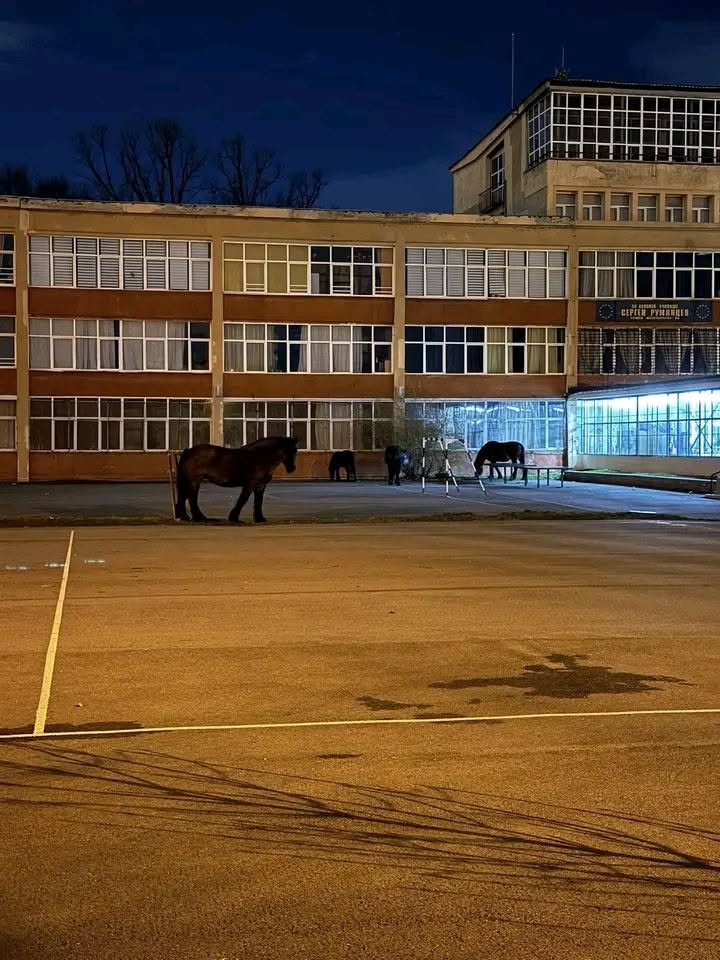 Kone na prázdnom parkovisku pred osvetlenou budovou v noci.