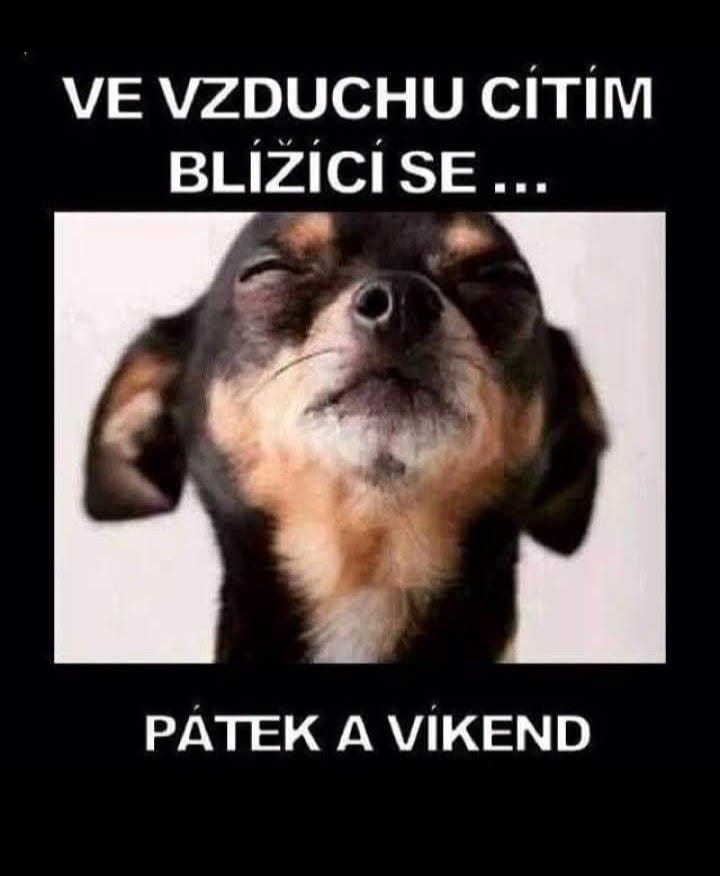 Pes sa teší na piatok a víkend, vo vzduchu cíti dobrú náladu. Humorný meme s textom o blížiacom sa víkende.