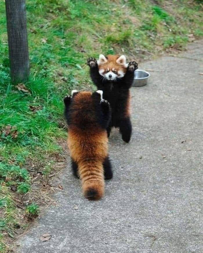 Dve červené pandy sa zdvíhajú na zadné nohy na chodníku v lese, vyzerajú, akoby sa hrali.