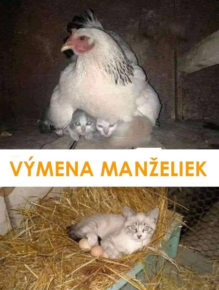 Sliepka a mačka si vymieňajú úlohy, starajú sa o mláďatá a vajcia. Vtipná výmena rolí zvierat na farme.