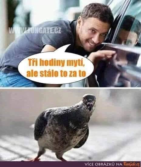 Muž spokojný s umytým autom, vták hľadiaci pripravený na špás.