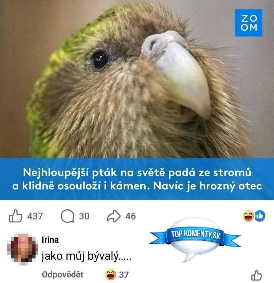 Papagáj so smiešnym popisom ako „najhlúpejší vták“ a humorným komentárom na sociálnych sieťach.