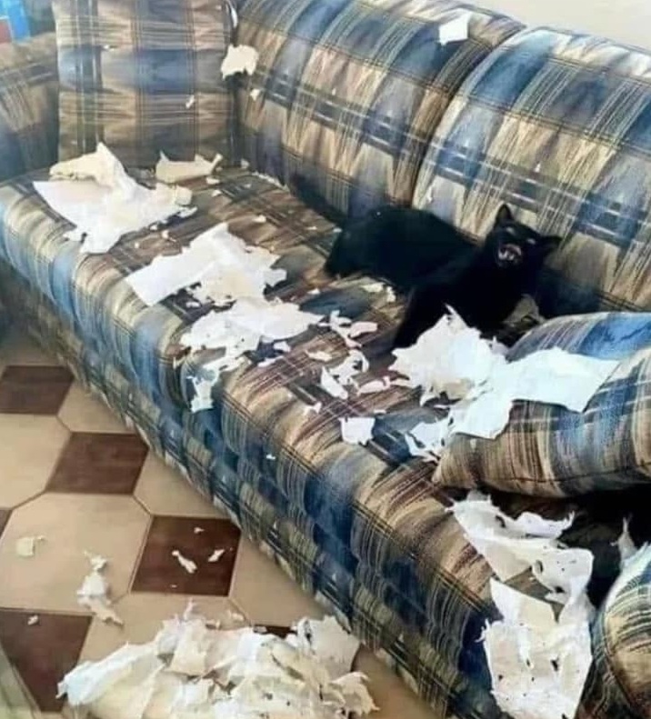Čierna mačka leží na gauči s roztrhaným papierom všade okolo nej, usmievajúca sa s neplechou v očiach.