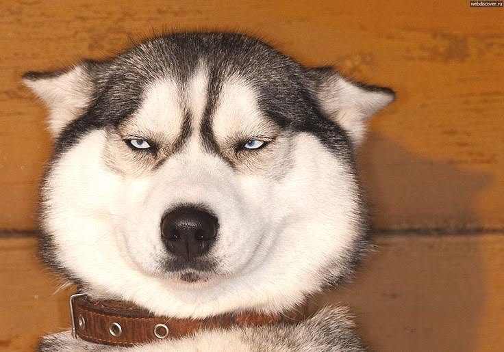 Husky s modrými očami so zábavným výrazom tváre, sediaci pred drevenou stenou.