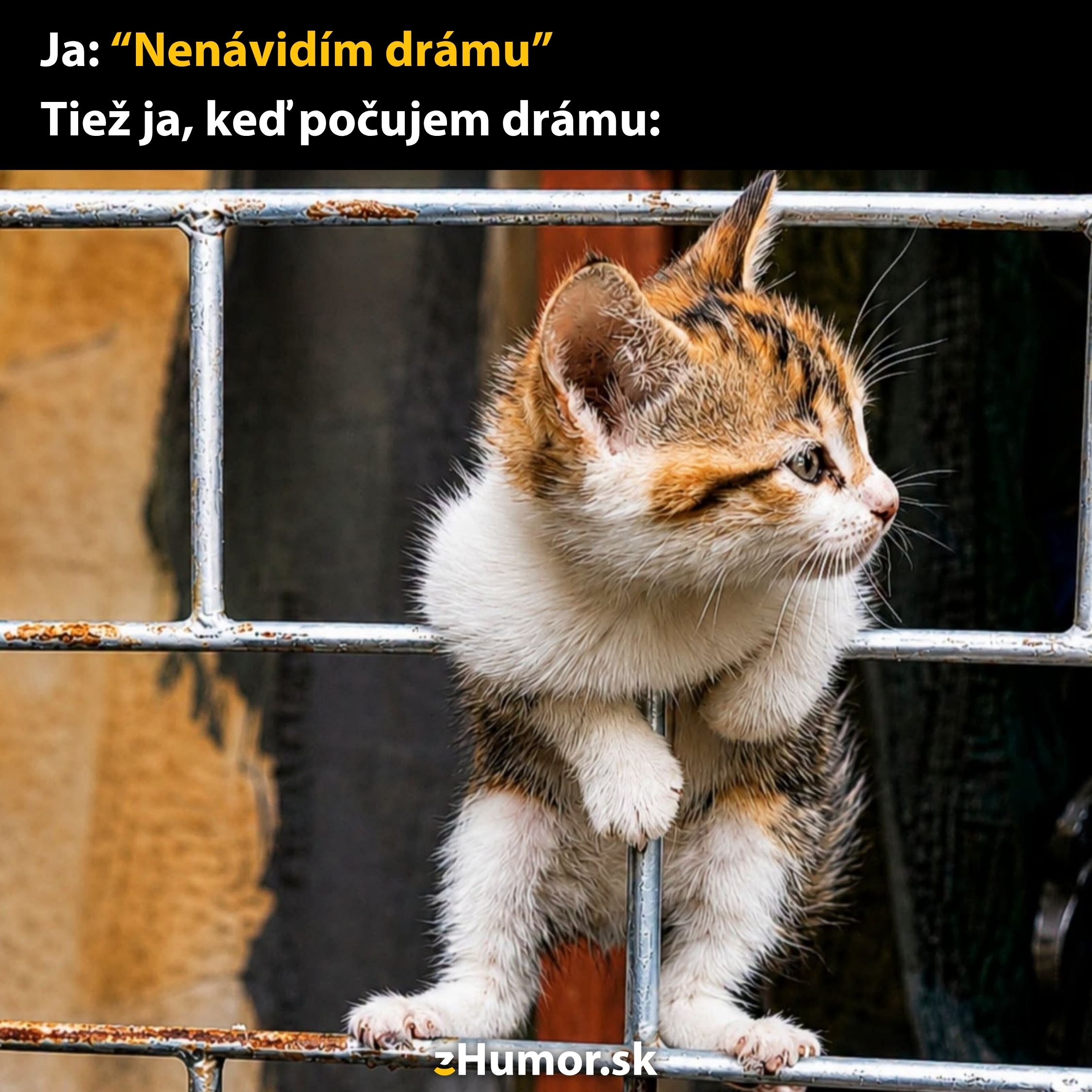 Mačiatko zvedavo pozerá cez mreže, zatiaľ čo text vtipne kontrastuje nesúlad medzi slovami a činmi.