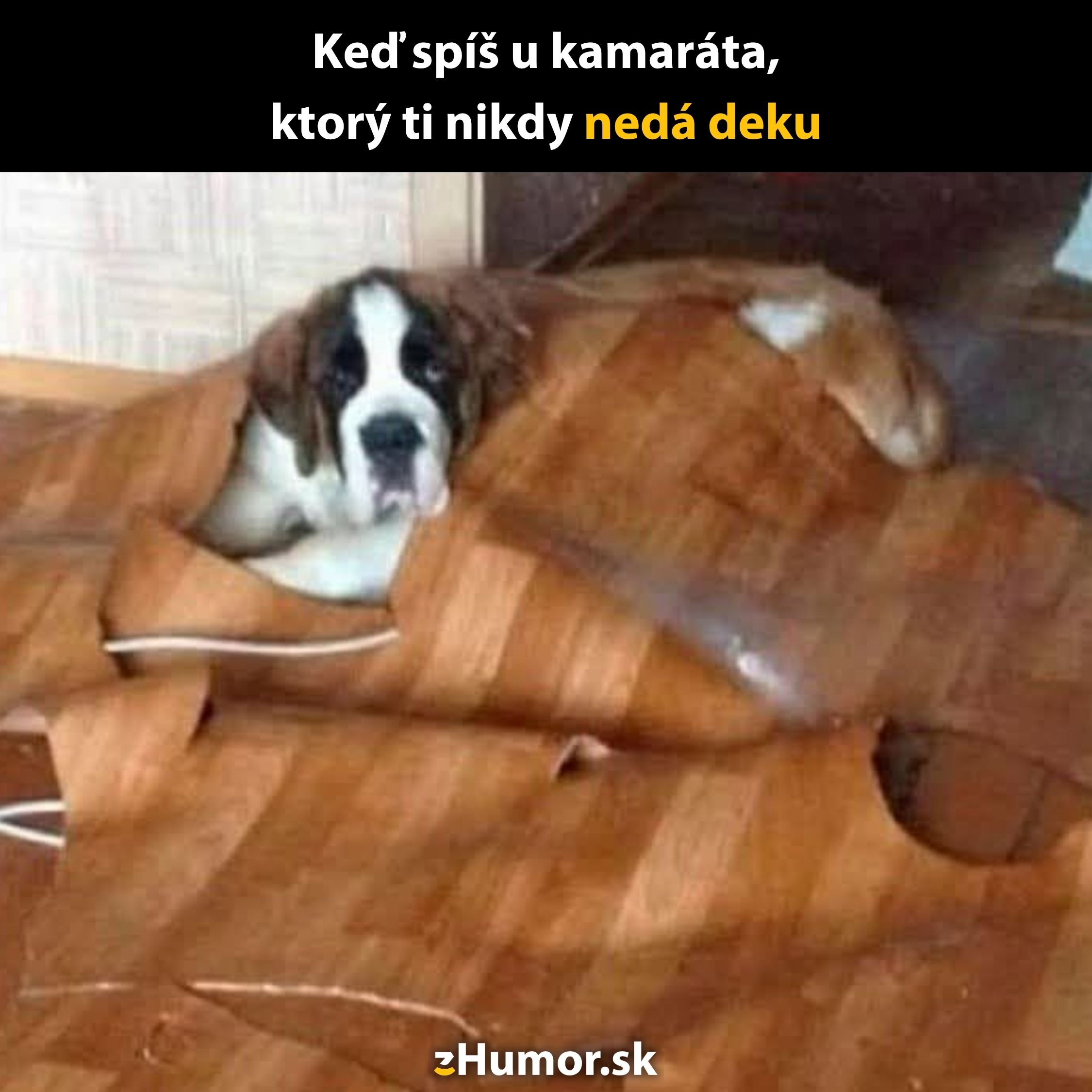 Pes schovaný pod podlahou ako deka, vtipný moment na pobavenie z humor.sk.