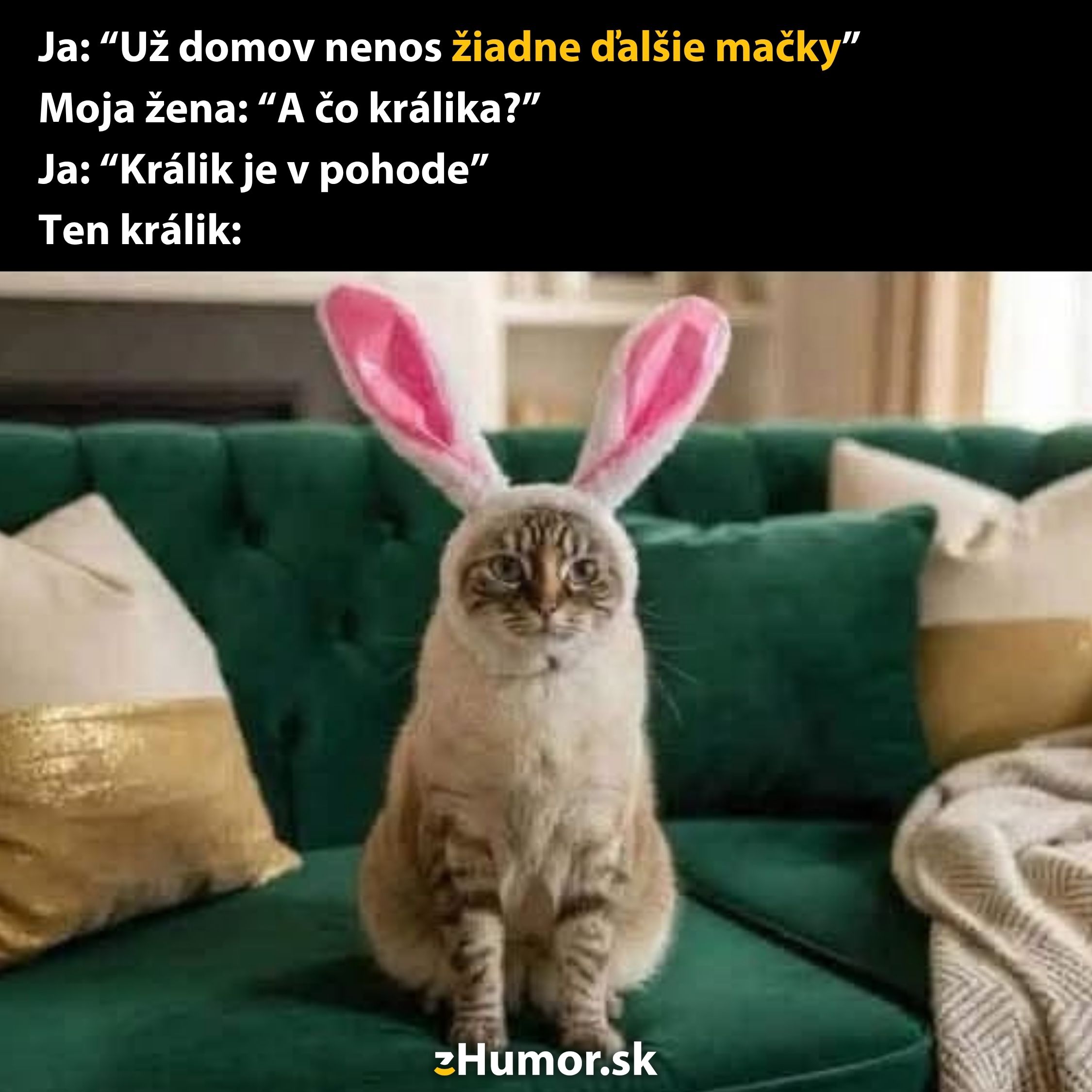 Mačka s ušami zajaca sedí na pohovke, vtipná situácia so skrytým králikom.
