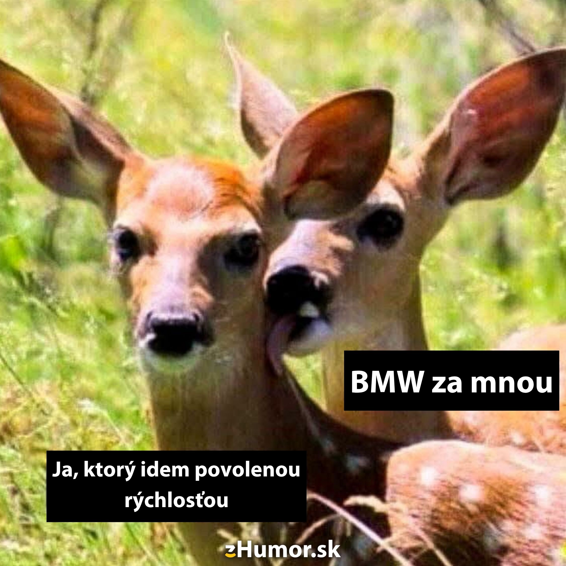 Dve srnky na lúke, jedna vystrašená, druhá jej olizuje ucho; humorný text o pomalej jazde a aute BMW za nimi.