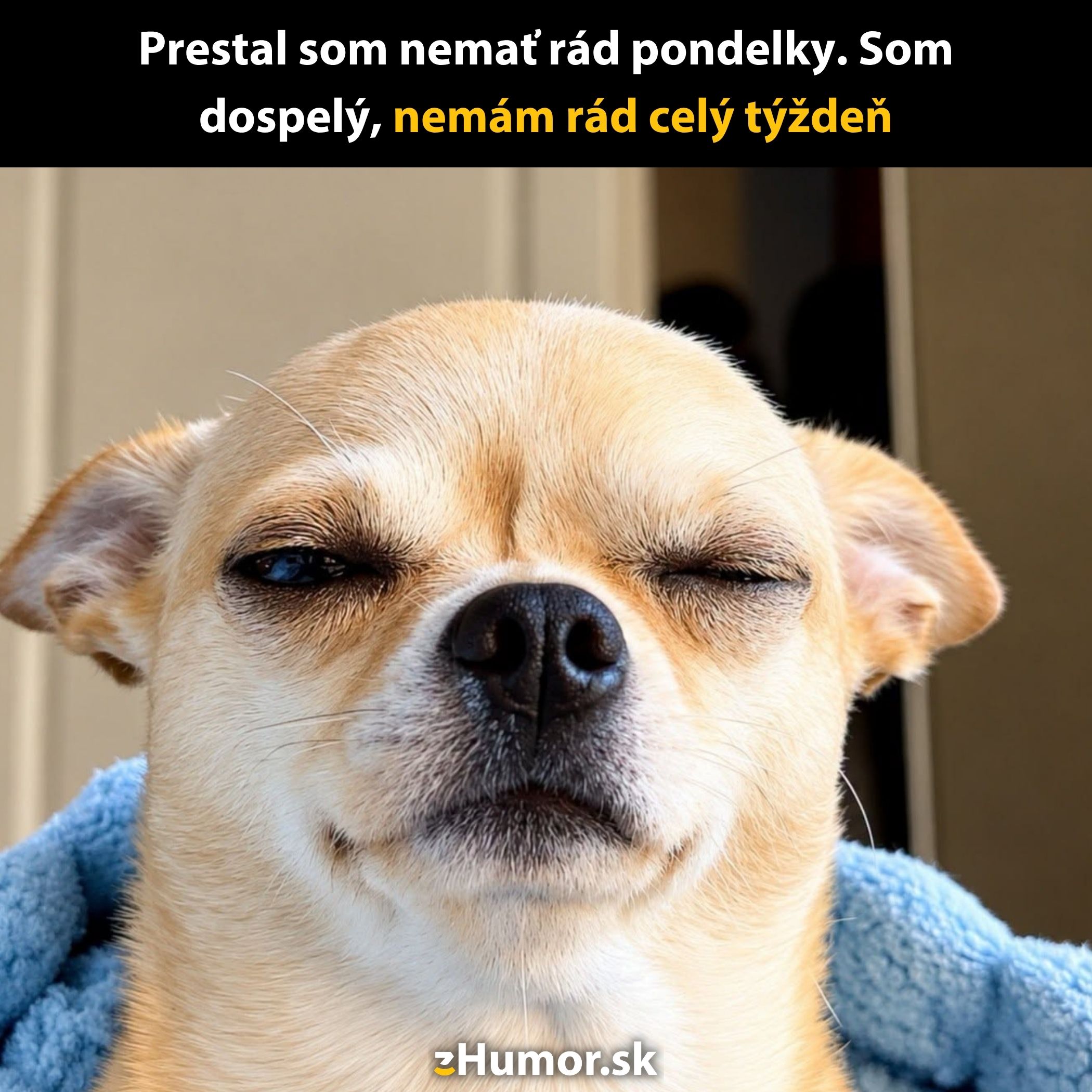 Pes s ironickým výrazom a textom: Nemám rád celý týždeň, odkazuje na dospelosť a týždenný stres.