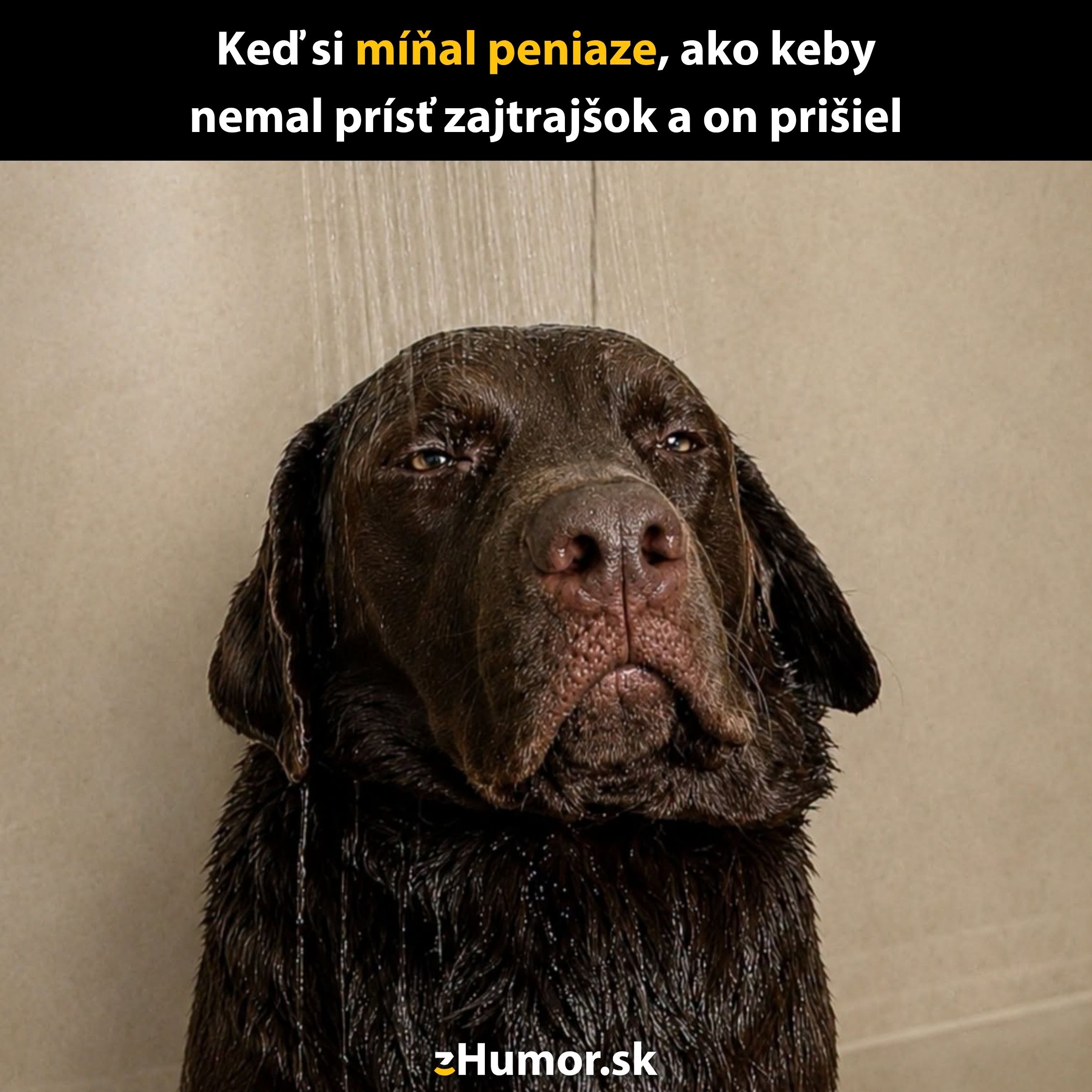 Pes v sprche vyzerá skleslý s textom: Keď si míňal peniaze, ako keby nemal prísť zajtrajšok, a on prišiel.