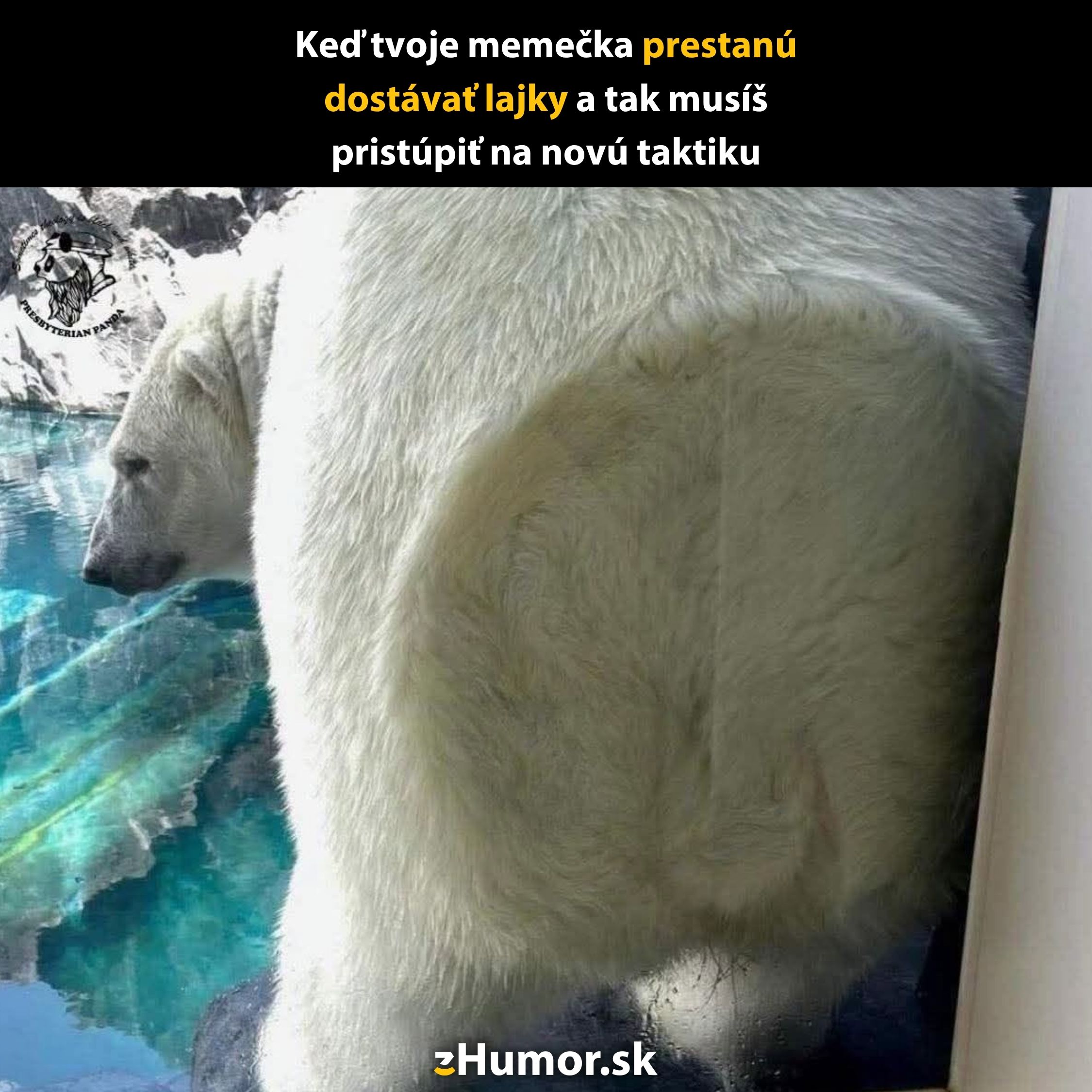 Polárna medvedica pri skle v zoo, vtipný moment s jej veľkým zadkom. Text v obrázku: Nová taktika pre lajky na meme.