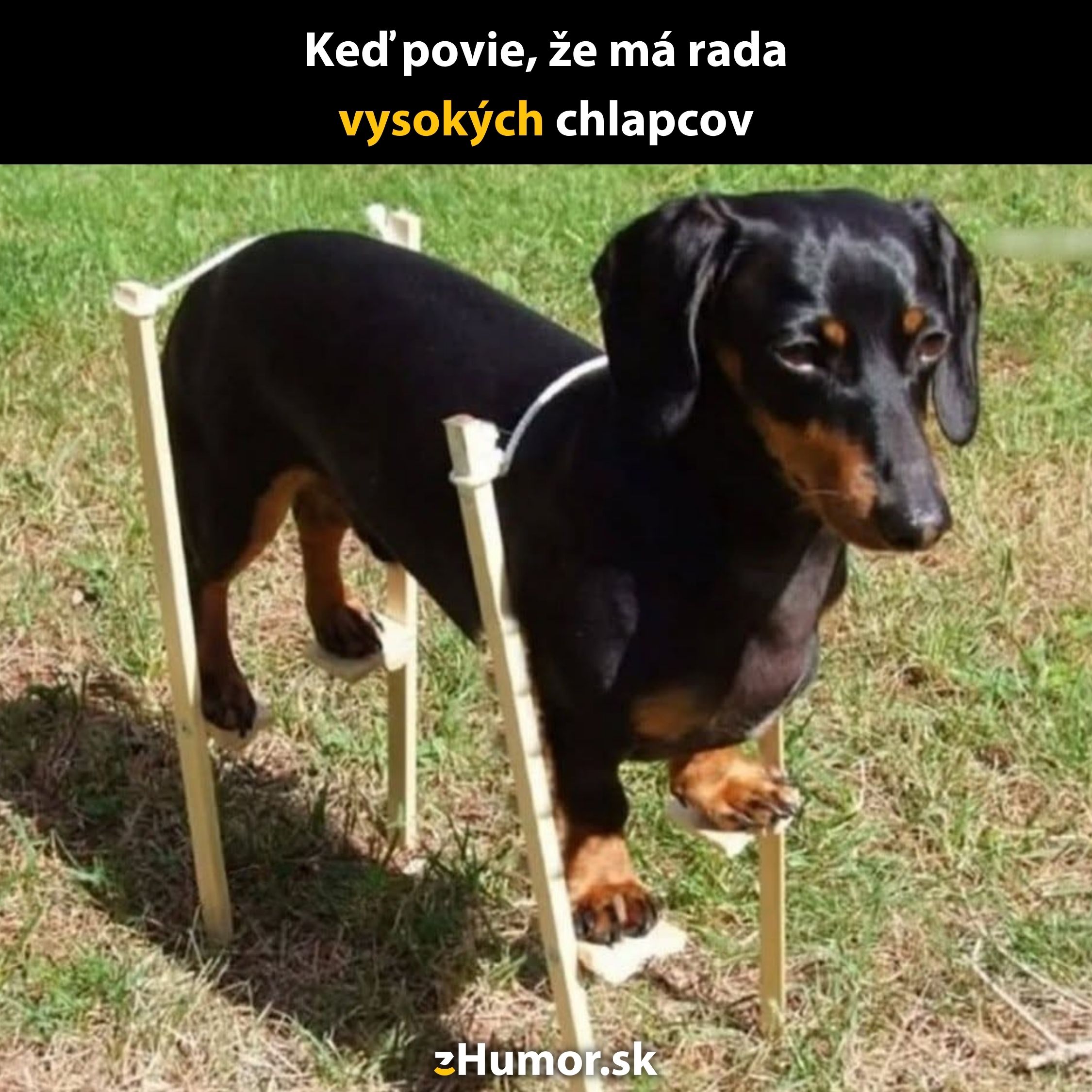 Nízkopes na chodúľoch vtipne ilustruje výrok o preferencii vysokých chlapcov.