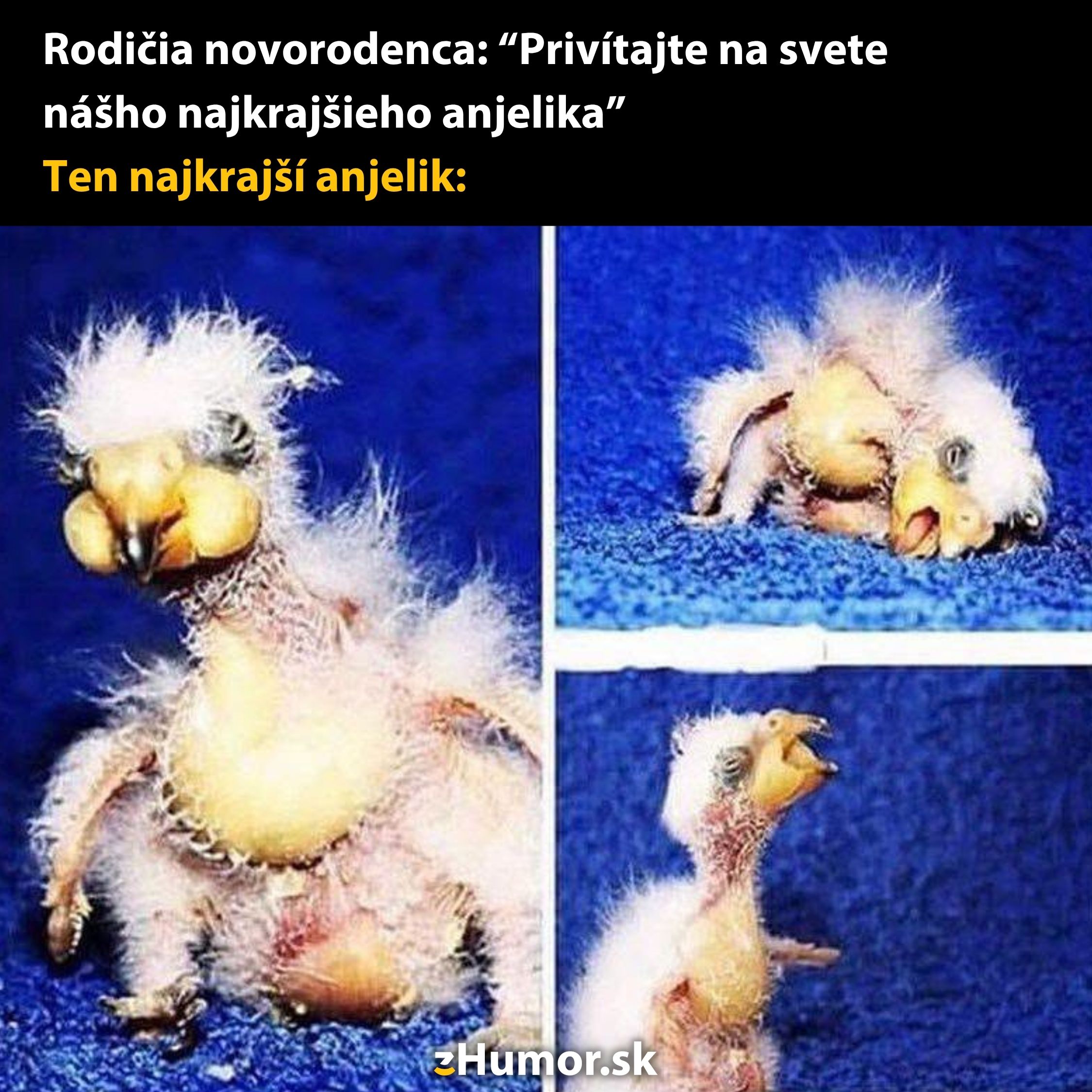 Vtipný meme o rodičoch a ich reakcii na vzhľad rozkošného vtáčieho mláďaťa na modrom pozadí.