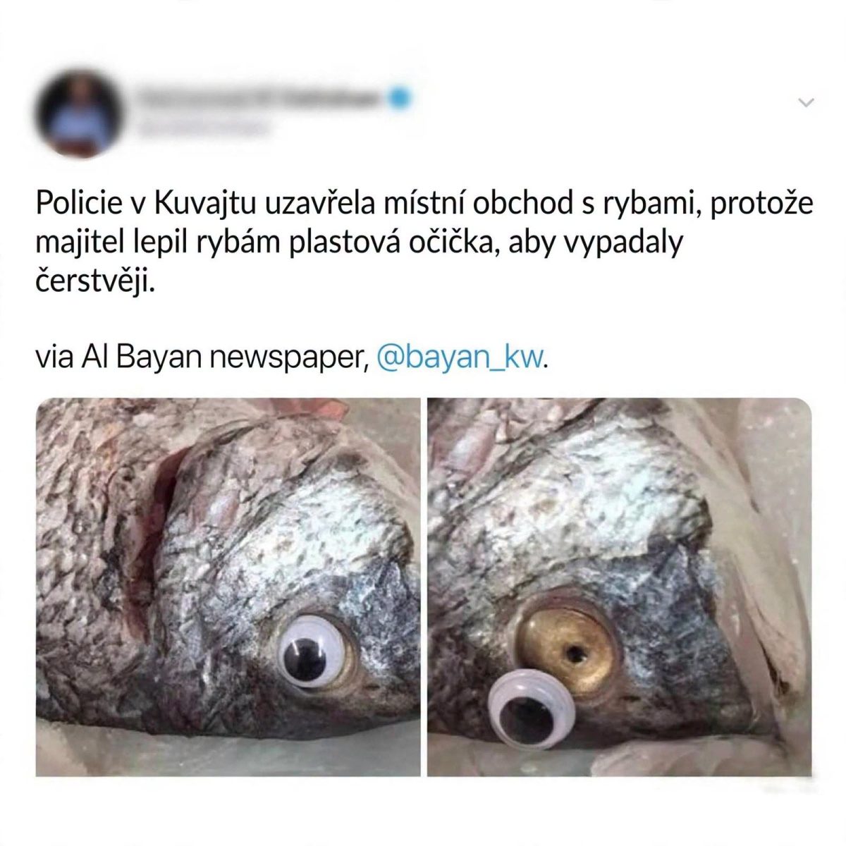 Rybárstvo v Kuvajte použilo plastové oči, aby ryby vyzerali čerstvejšie; obchod bol uzavretý políciou.