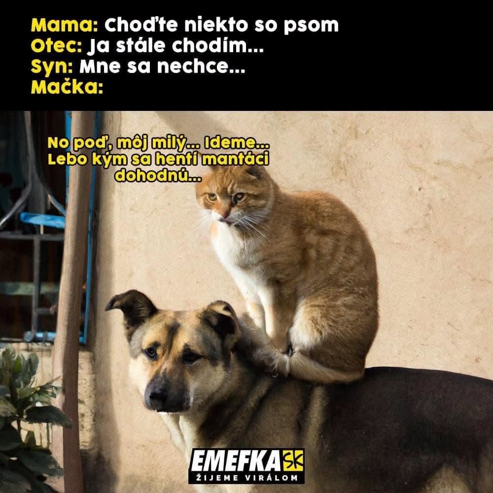 Mačka na chrbte psa hovorí: Poďme, môj milý, lebo kým sa tí doma dohodnú... - zábavný obrázok so zvieratami.