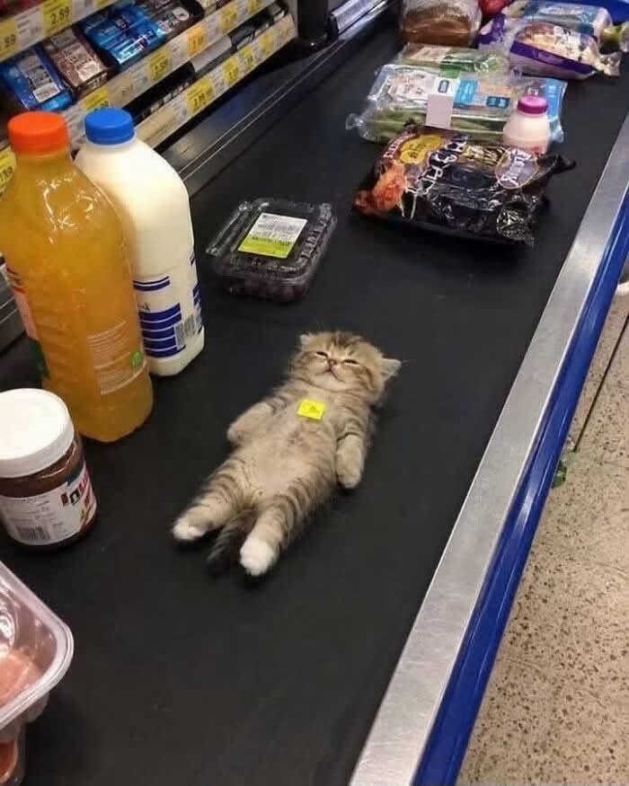 Mačiatko leží na pokladničnom páse medzi nákupmi v supermarkete.