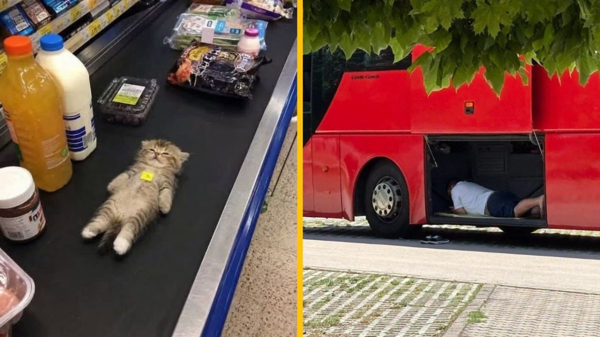 Mačiatko na pokladni v obchode vedľa fliaš a potravín, muž ležiaci pod otvoreným úložným priestorom autobusu.