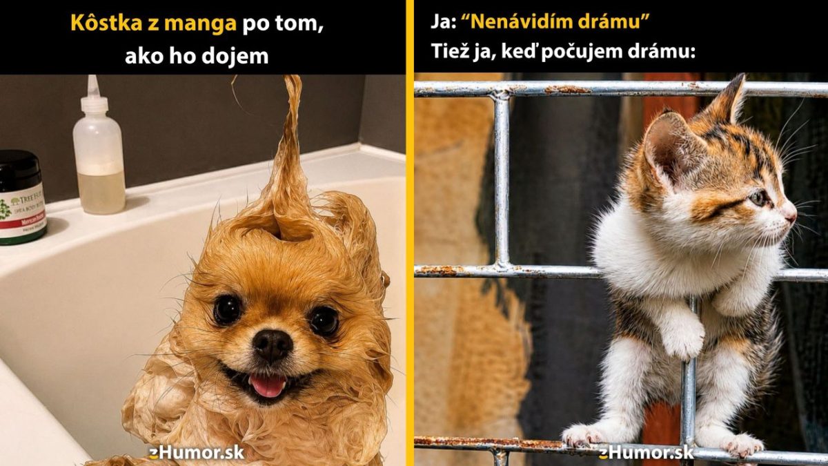 Vtipný obrázok s mokrým psíkom vo vani a zvedavým mačiatkom za mrežami.