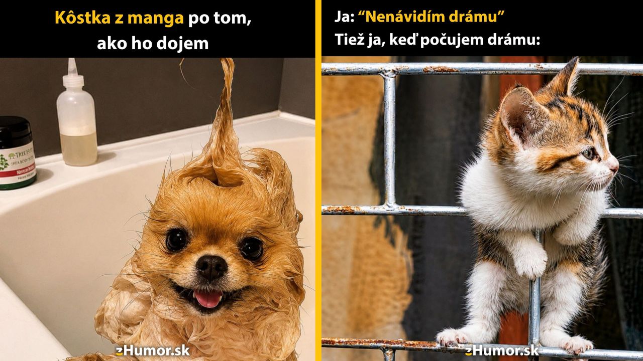 Vtipný obrázok s mokrým psíkom vo vani a zvedavým mačiatkom za mrežami.