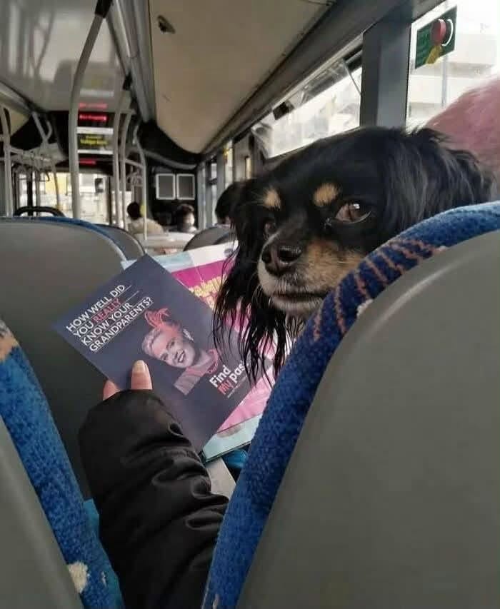 Pes v autobuse pozerá na osobu čítajúcu časopis.