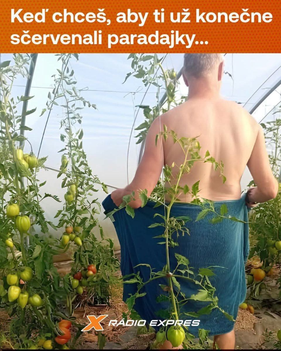 Muž na záhrade medzi paradajkami, stojí bez trička s uterákom v ruke, s nápisom o zručnom dozrievaní plodov.