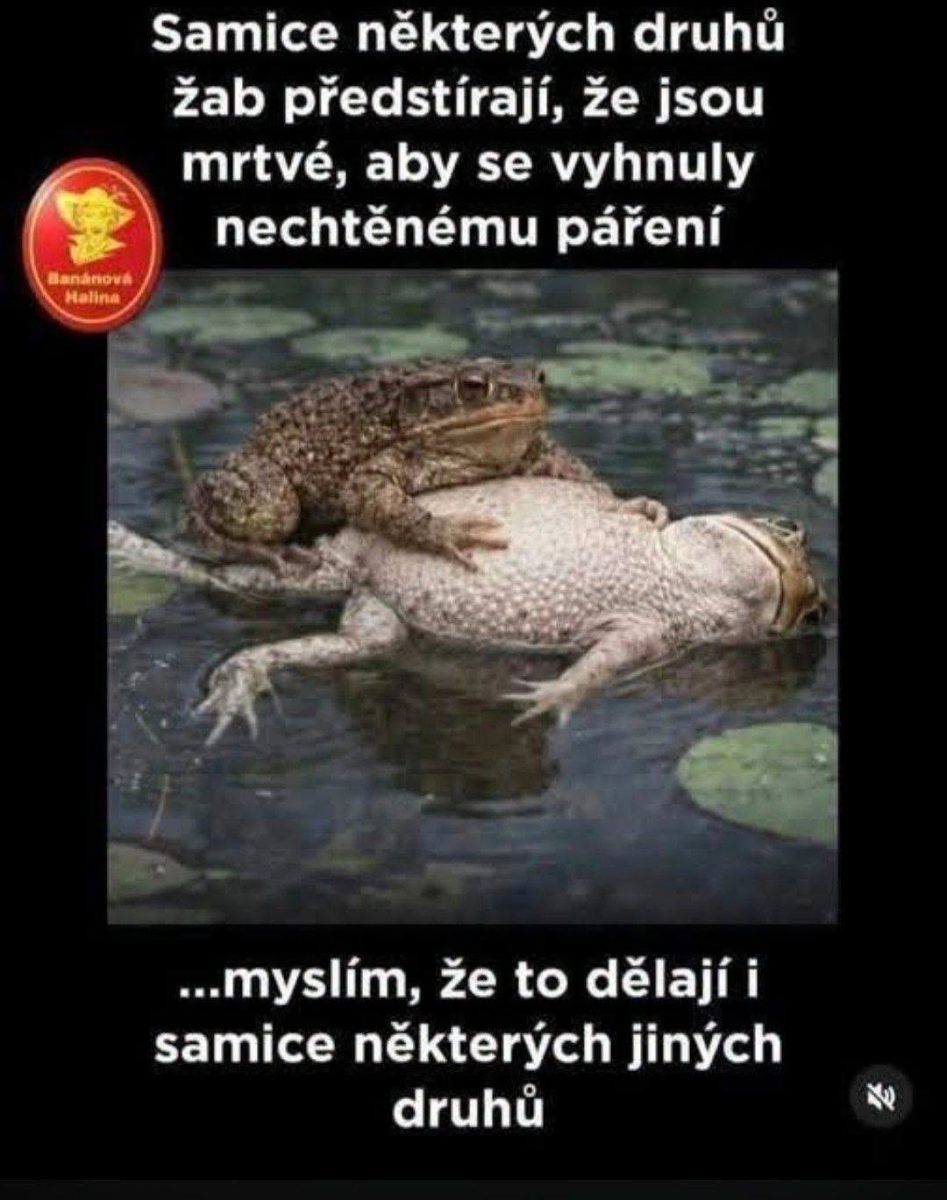 Dve žaby v jazere, jedna predstiera mŕtvolku, aby sa vyhla páreniu. Vtipný text nad nimi v češtine.