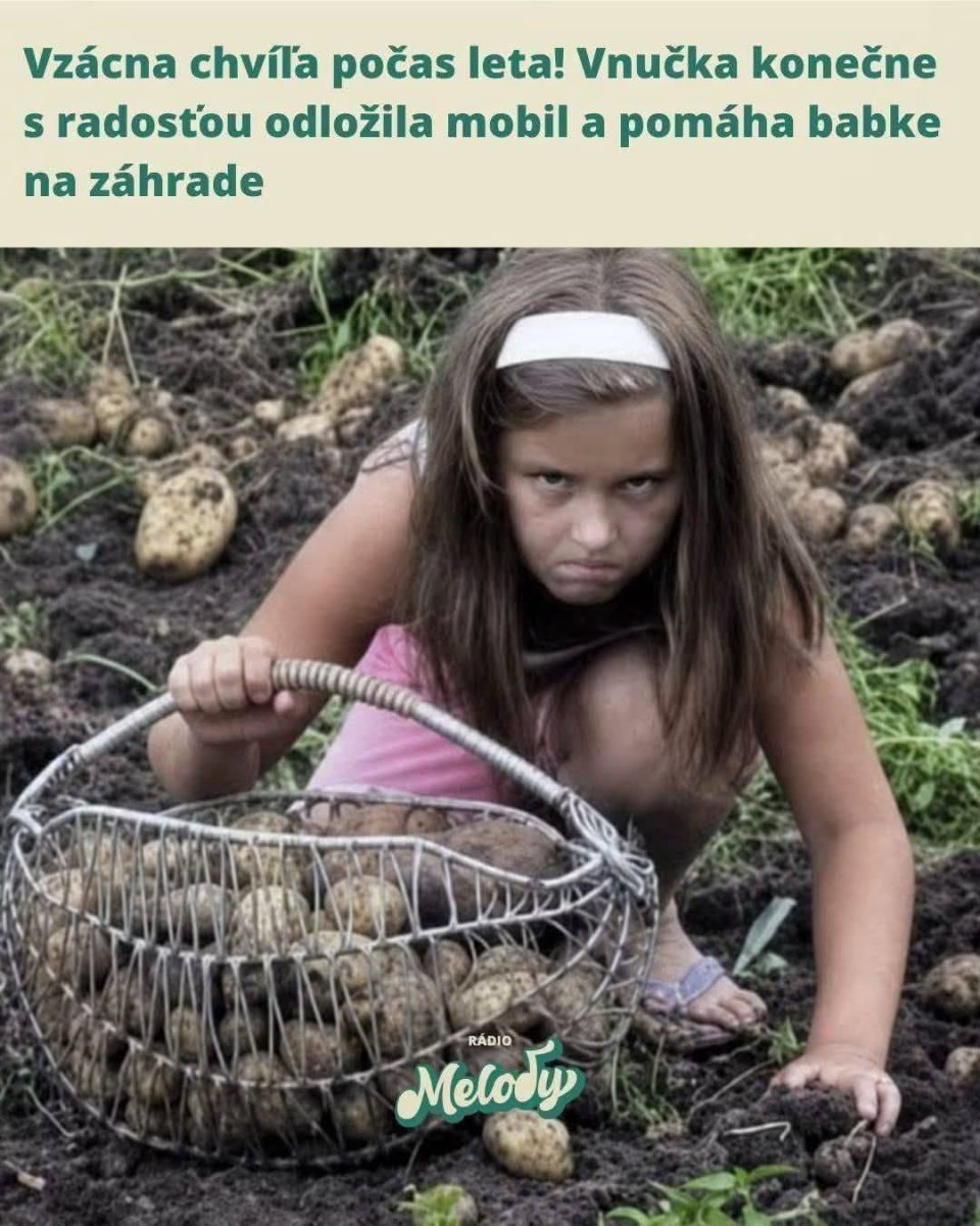 Dievčatko pomáha na vidieku zbierať zemiaky, kôš plný úrody počas letného dňa v záhrade.