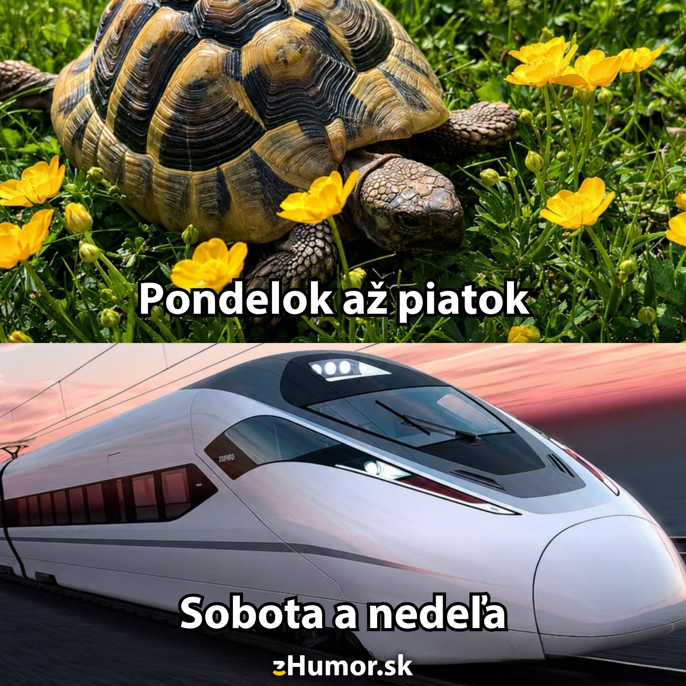 Horná časť: korytnačka medzi kvetmi, text Pondelok až piatok. Dolná časť: rýchlovlak, text Sobota a nedeľa.