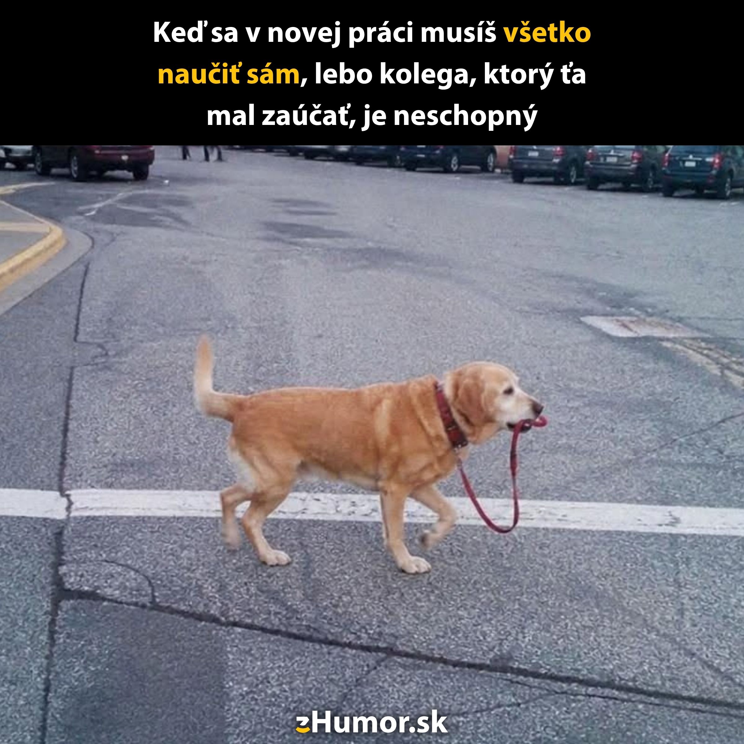 Pes vedie sám seba na vôdzke cez cestu, vtipne ilustruje samostatnosť v novej práci.