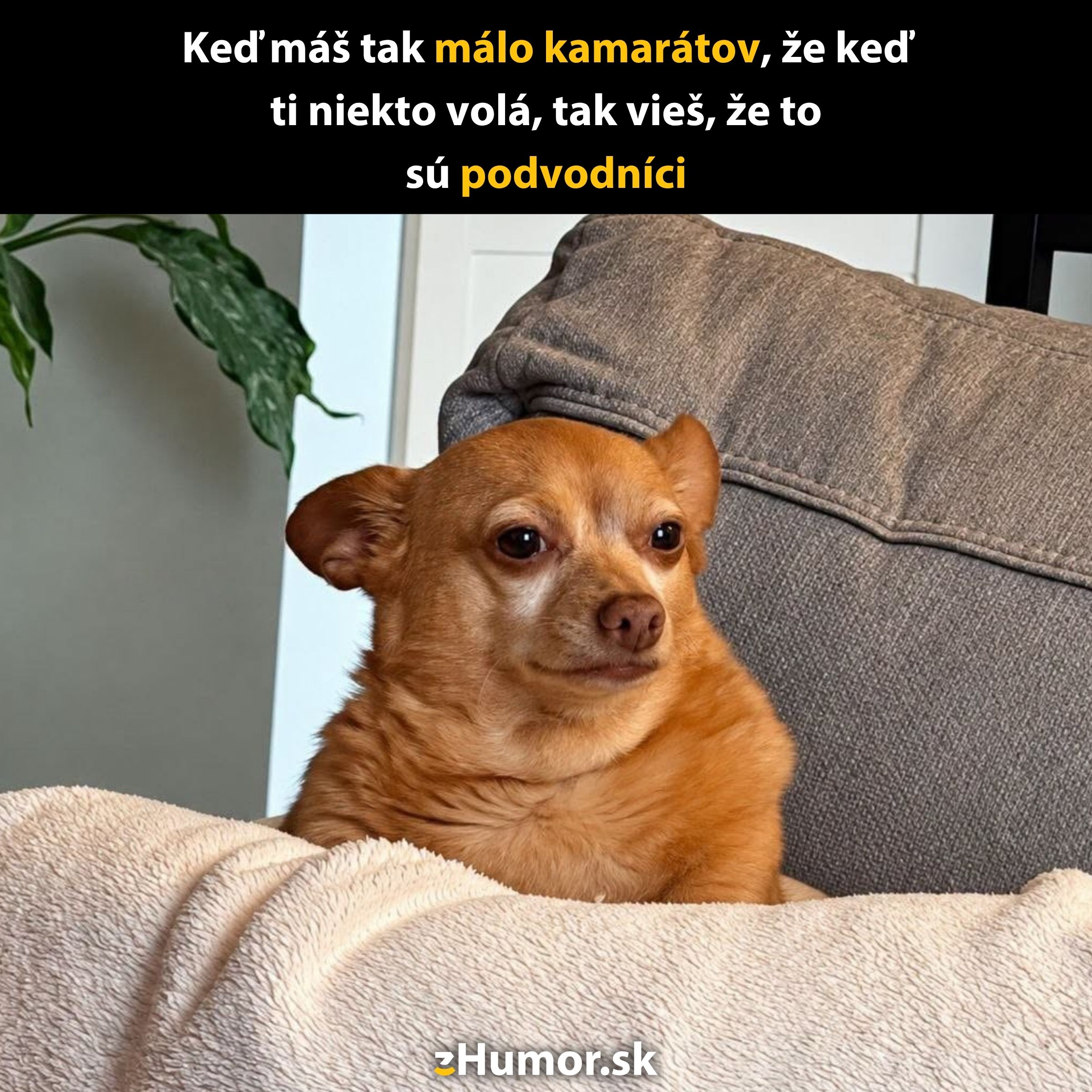 Pes sedí na gauči vedľa rastliny, nad ním vtipný text o falošných telefonátoch od podvodníkov.