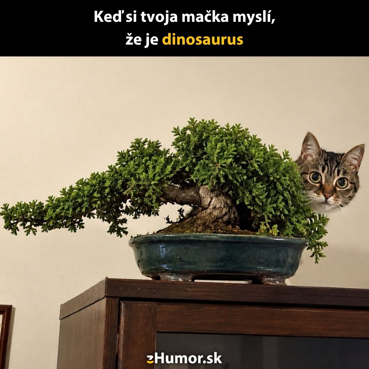 Mačka sedí za bonsajom na skrinke, vytvárajúc dojem, že je dinosaurus.