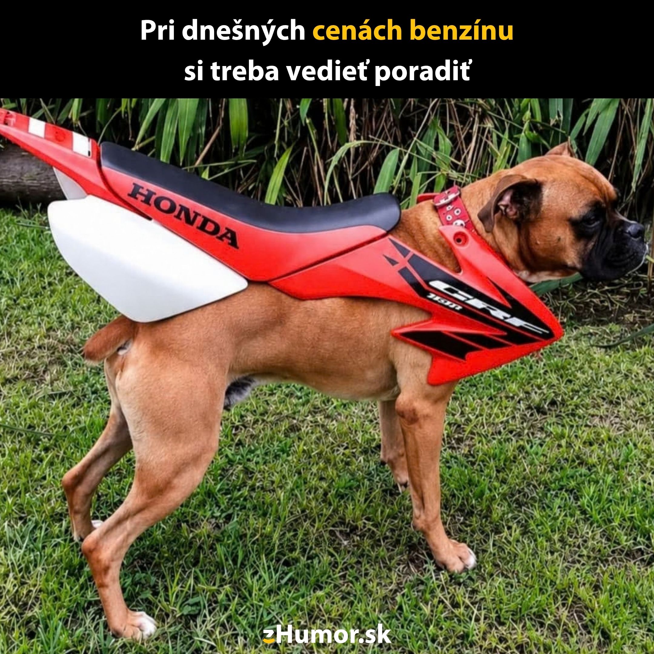 Pes s motorkovým sedlom na chrbte stojí na tráve, kreatívne riešenie drahého benzínu, humoristický obrázok.
