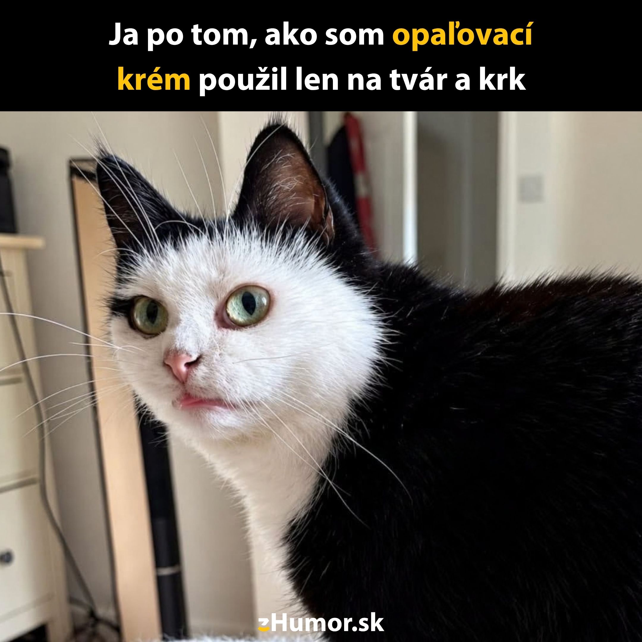 Kocúr s bielou tvárou a čiernym telom žartovne reaguje na opálenie len hlavy a krku po použití opaľovacieho krému.