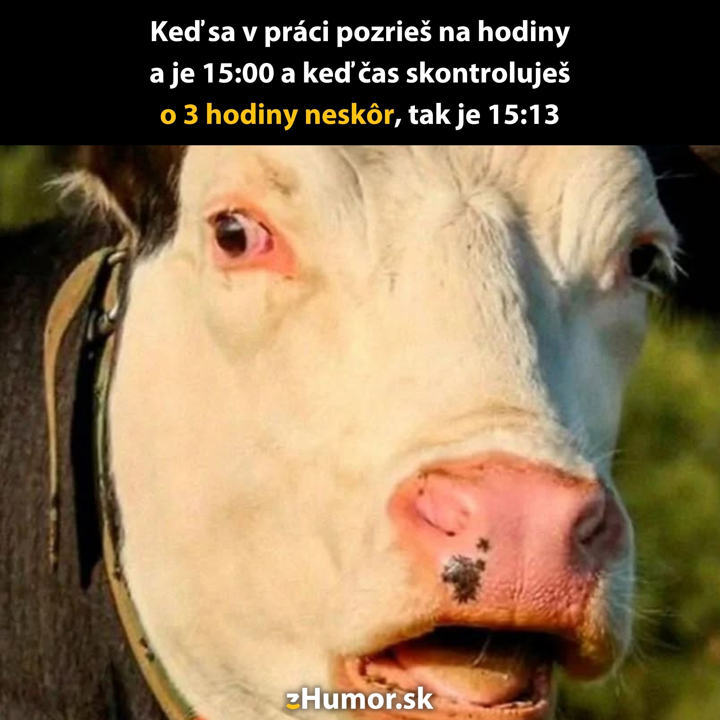 Kráva so zmäteným výrazom vtipne znázorňuje situáciu, keď čas beží pomaly v práci.