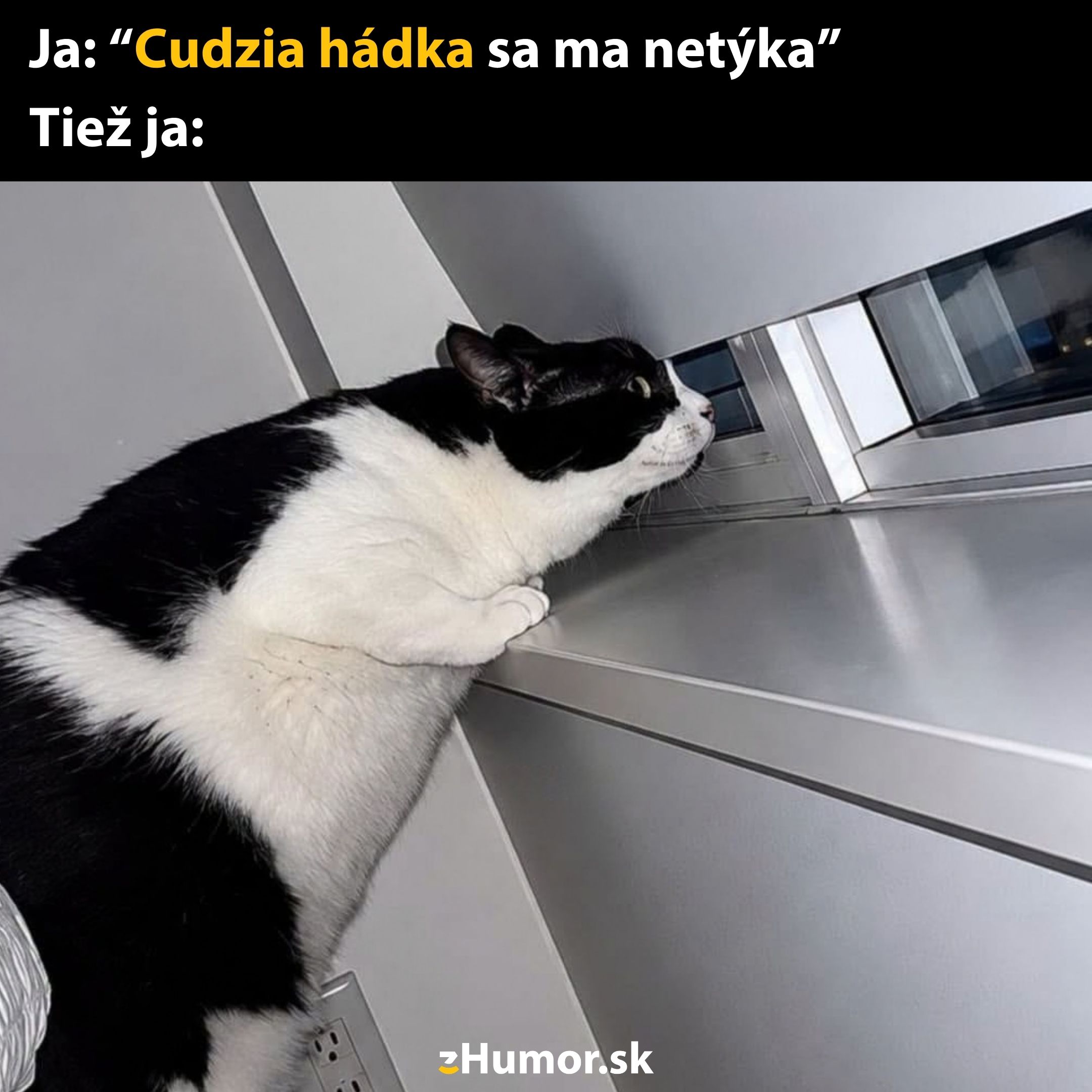 Mačka zvedavo vykúkajúca cez okno, sledujúca okolité dianie vonku, vtipný pohľad na cudziu hádku.