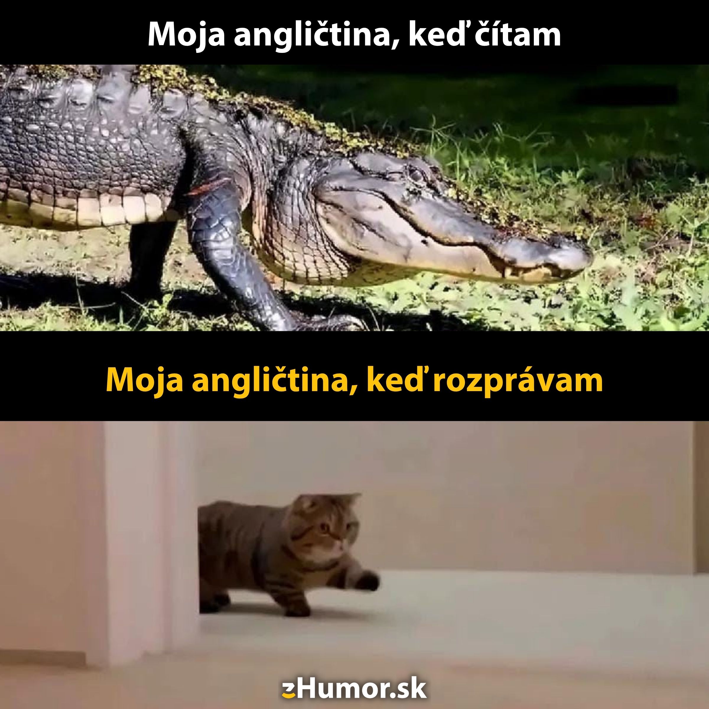 Krokodíl a mačka opisujú úroveň angličtiny pri čítaní a hovorení, vtipný kontrast schopností.