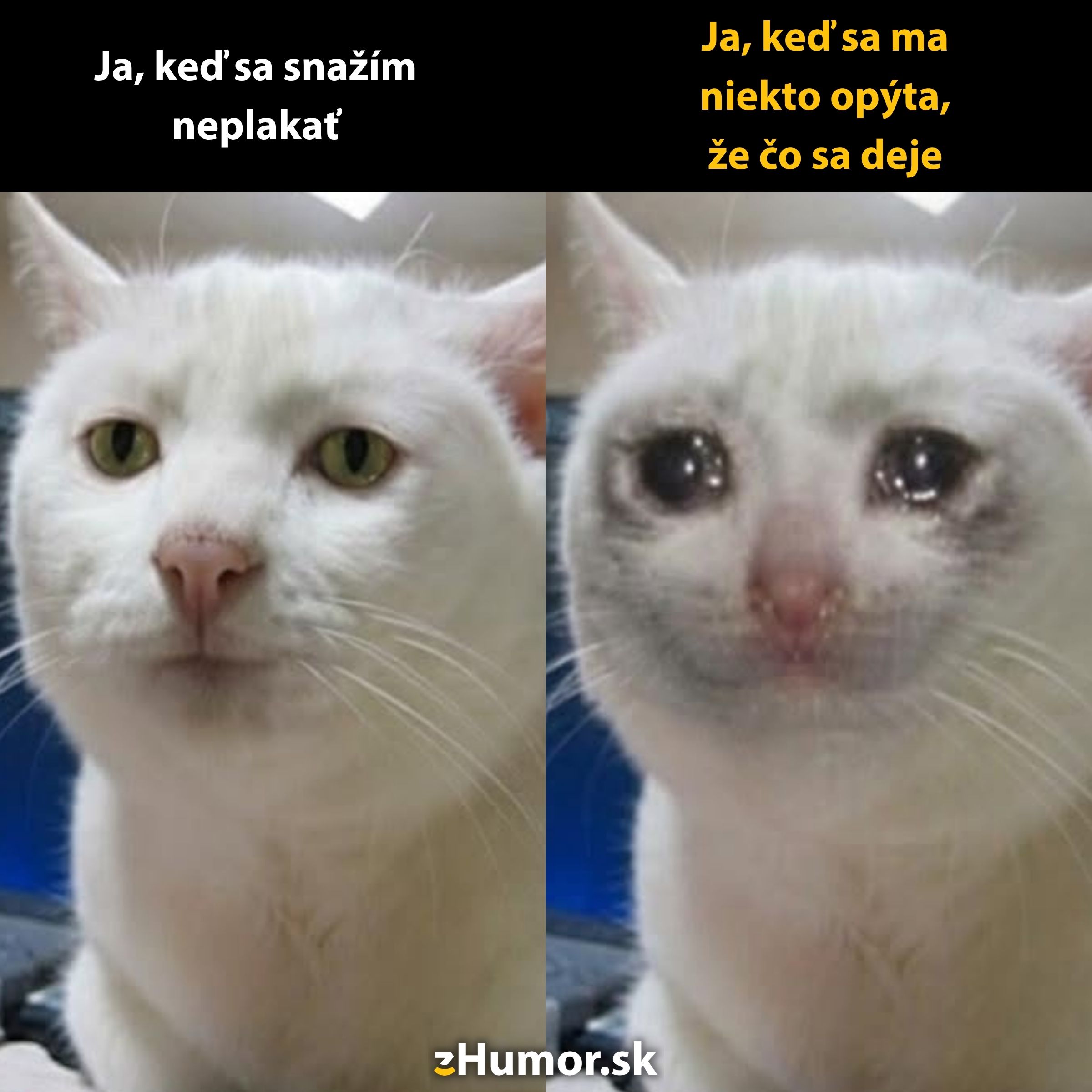 Biela mačka: snaha neplakať vs. emocionálne slzy po otázke čo sa deje v humornom meme formáte.