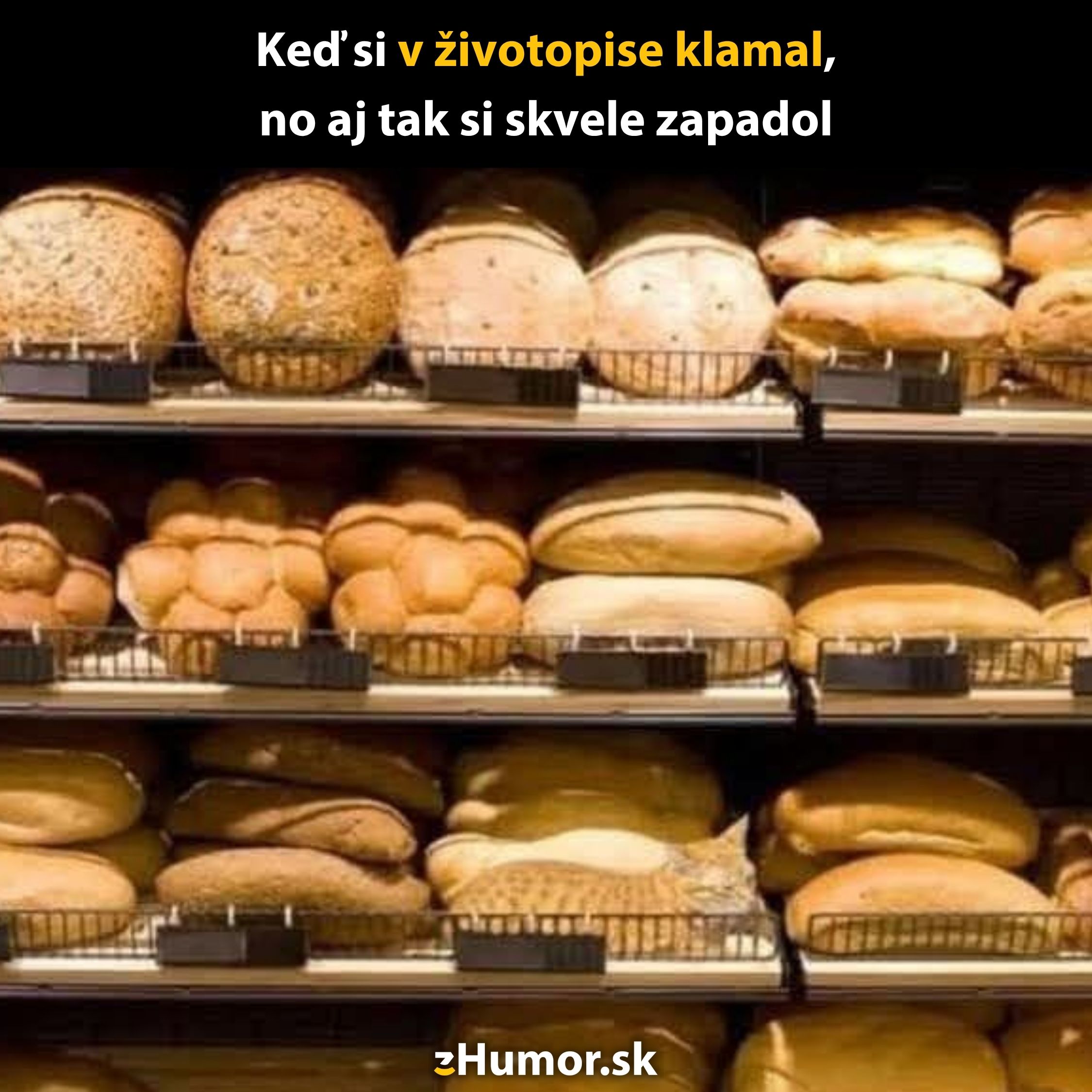 Mačka maskovaná medzi pečivom na regáli vtipného obchodu s chlebom.