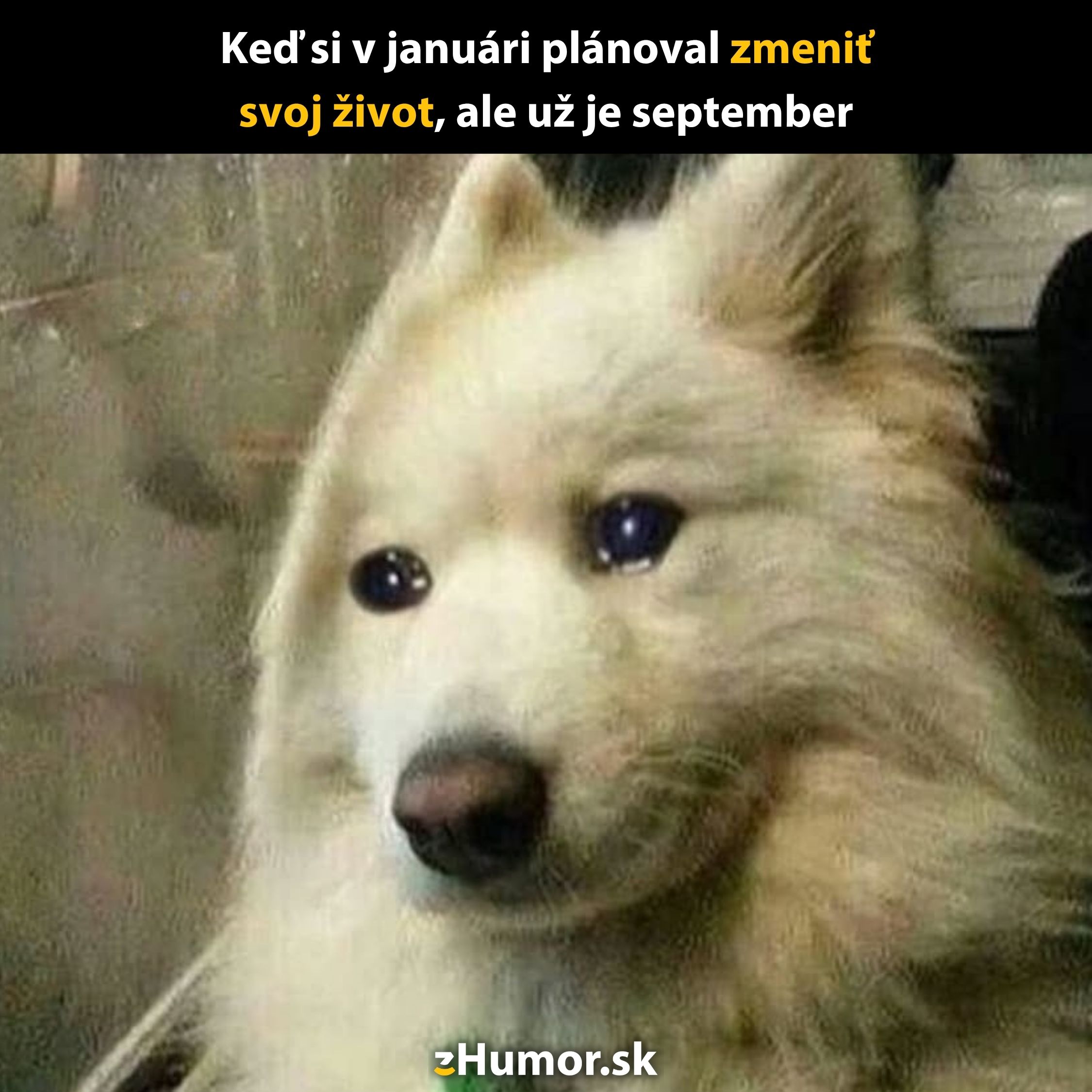 Pes smutno hľadí, keďže plány na zmenu života z januára stále neprišli. Humoristický moment septembra.