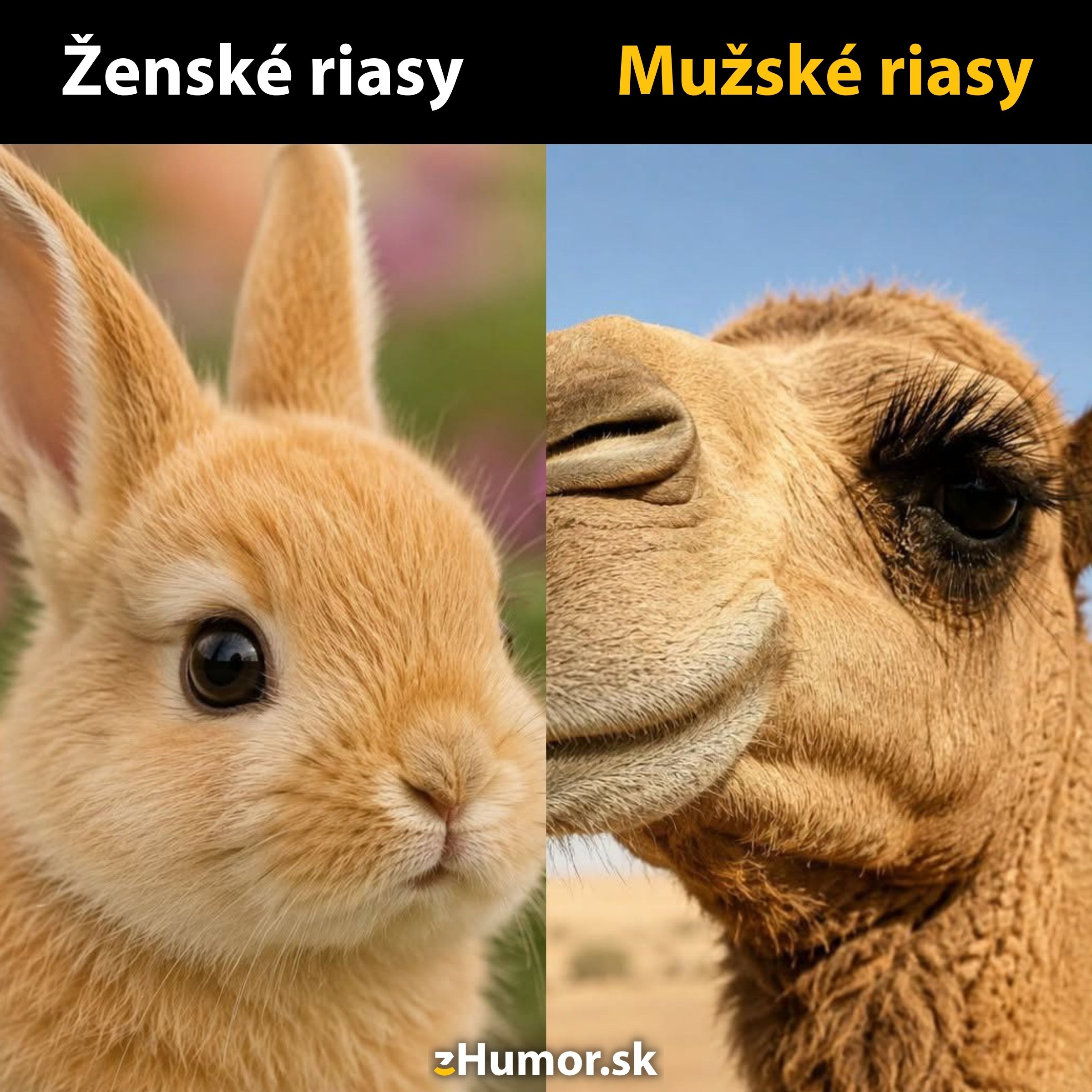Zajačik s výraznými riasami a ťava s ešte dlhšími riasami, vtipné porovnanie ženskej a mužskej krásy.