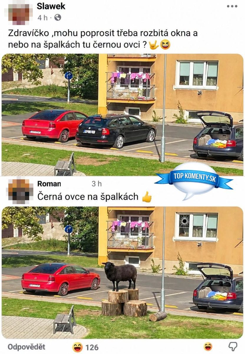Čierna ovca stojí na špalkách pred panelákom, okolo zaparkované autá.