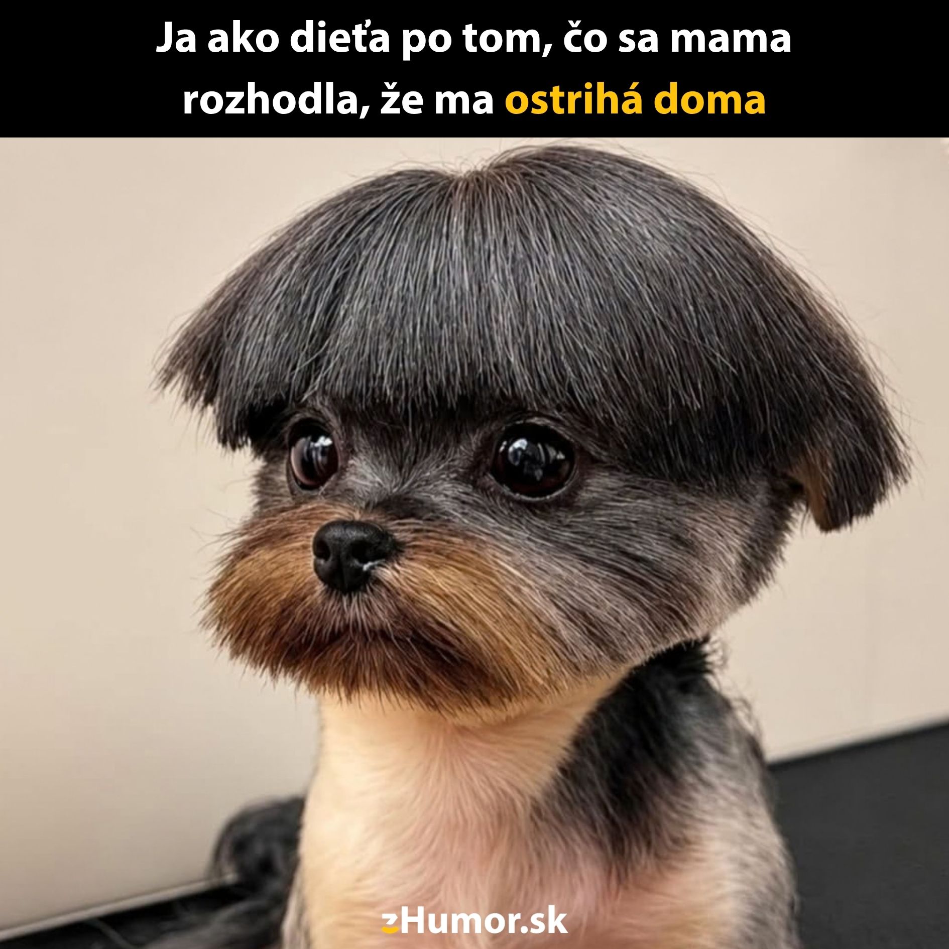 Pes so strihom ako detský účes. Text: Ja ako dieťa po tom, čo ma mama ostrihá doma.