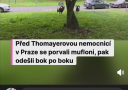 Muflóni pred nemocnicou v Prahe po šarvátke pokojne odchádzajú pod stromom. Zábavná diskusia k incidentu.