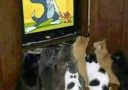 Mačky sledujú kreslený seriál Tom a Jerry na televízore.