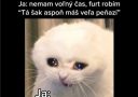 Smutná mačka s nápisom o nedostatku voľného času a peňazí. Text: Aké sú tvoje hobby vo voľnom čase? Ja: nemám voľný čas.