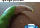 Zelená paprika s deformovaným koncom, otázka v príspevku žiada radu na pestovanie papriky.