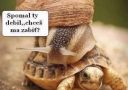 Slimák jazdí na korytnačke, komická situácia s humornou bublinou: Spomal ty debil, chceš ma zabiť?