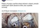 Rybárstvo v Kuvajte použilo plastové oči, aby ryby vyzerali čerstvejšie; obchod bol uzavretý políciou.