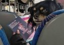 Pes v autobuse pozerá na osobu čítajúcu časopis.