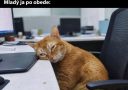 Mačka spí na stole v kancelárii, zatiaľ čo vtip hovorí o plnosti energie.